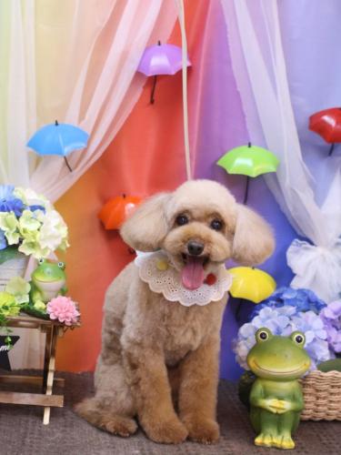 20230615うたちゃん